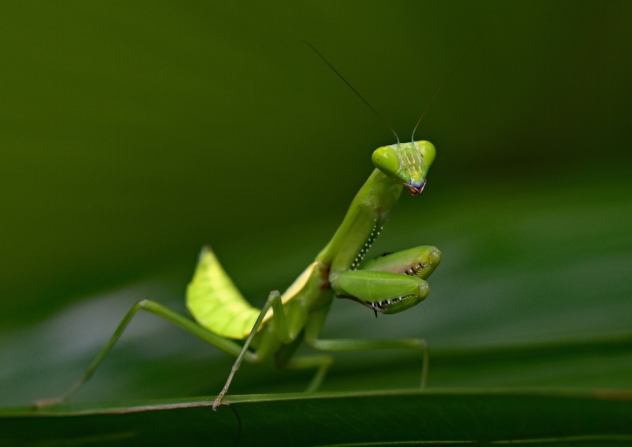 Conhecendo os bichos de jardim (tatus, joaninhas, formigas, grilos, insetos, borboletas etc) provocam nas crianças reações diversas: medo, aflição, curiosidade.